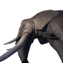 Elephant Carcass icon