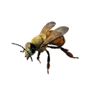 Worker Bee icon