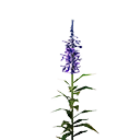 Midnight Blue Flower icon