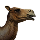 Camel icon